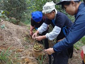 山茶油林基地